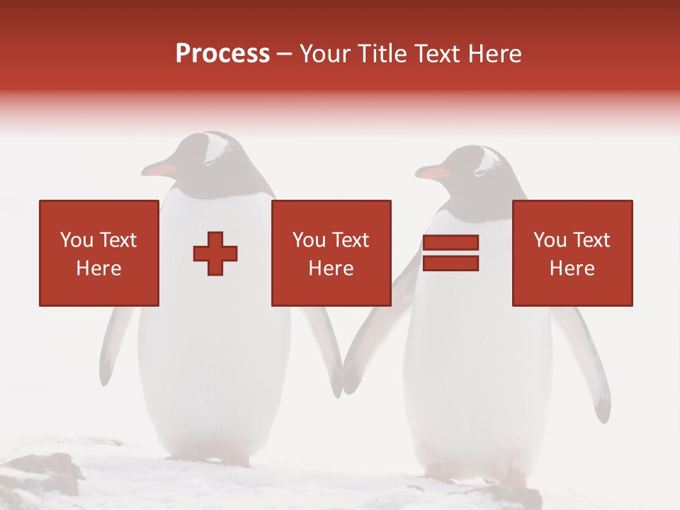 Tourism Pygoscelis Papua Wildlife PowerPoint Template