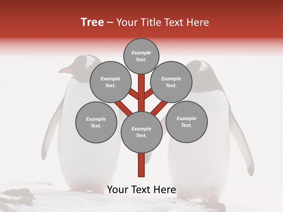 Tourism Pygoscelis Papua Wildlife PowerPoint Template