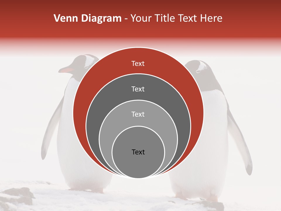 Tourism Pygoscelis Papua Wildlife PowerPoint Template