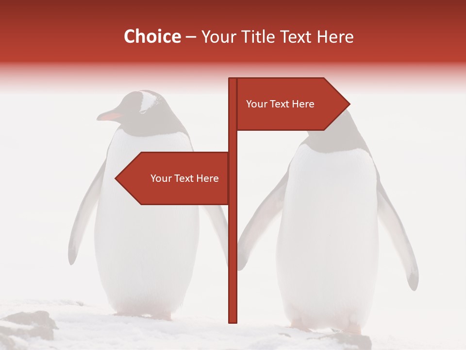 Tourism Pygoscelis Papua Wildlife PowerPoint Template