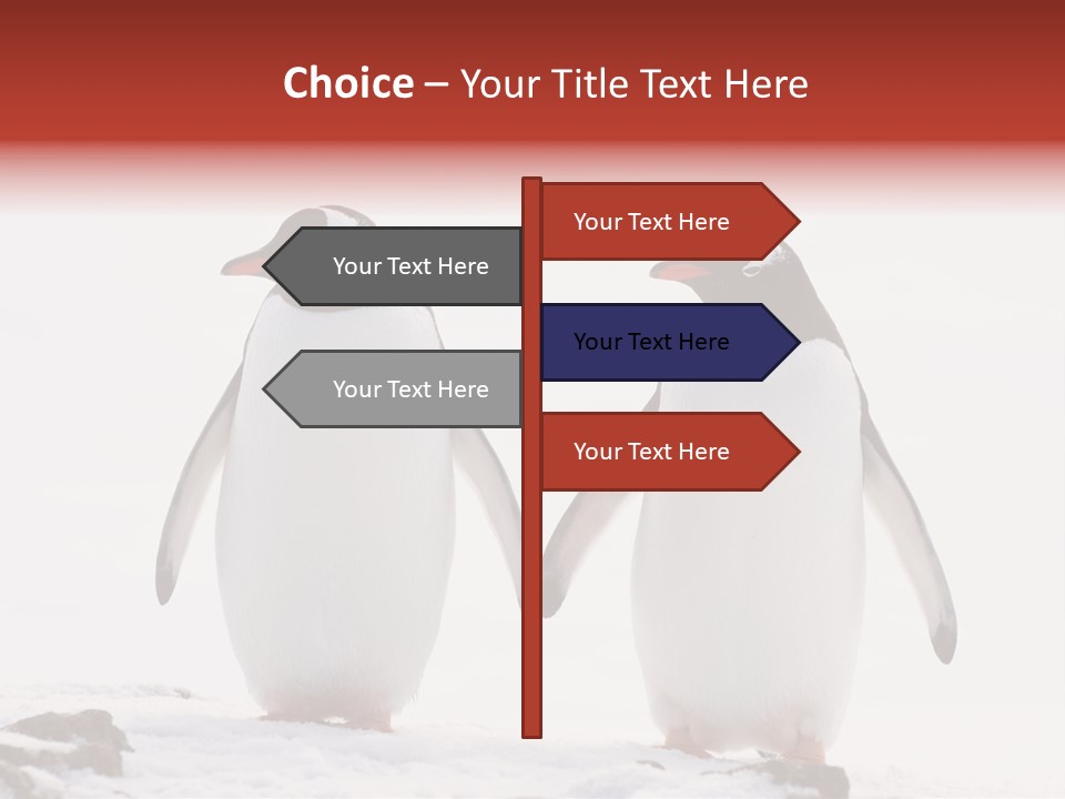 Tourism Pygoscelis Papua Wildlife PowerPoint Template