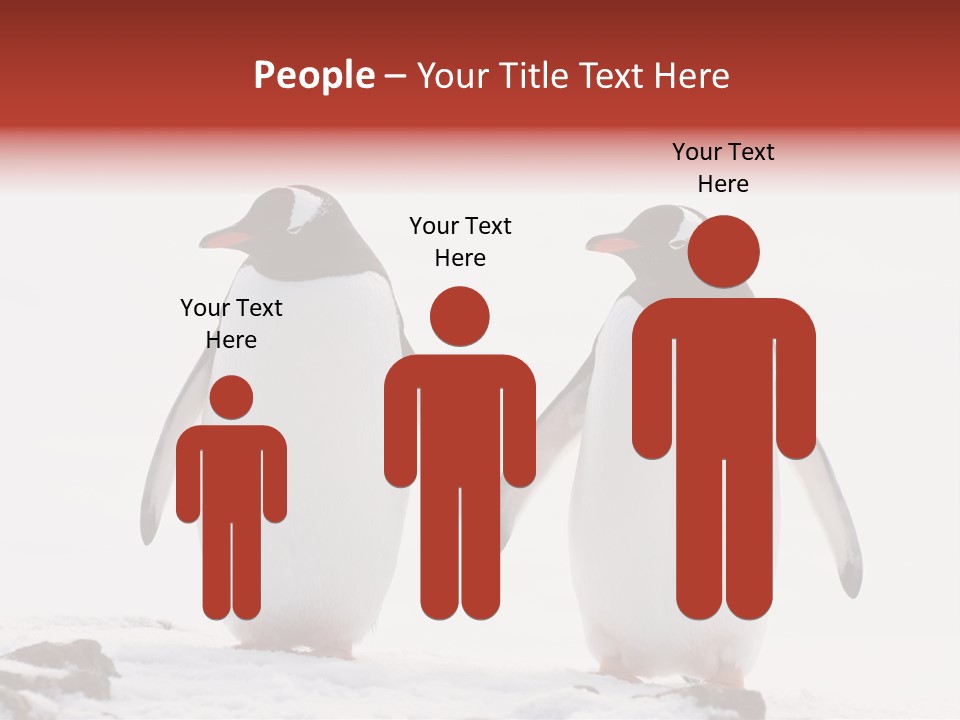 Tourism Pygoscelis Papua Wildlife PowerPoint Template