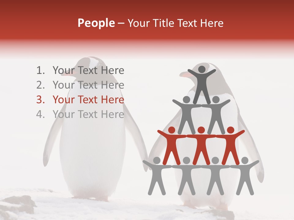 Tourism Pygoscelis Papua Wildlife PowerPoint Template