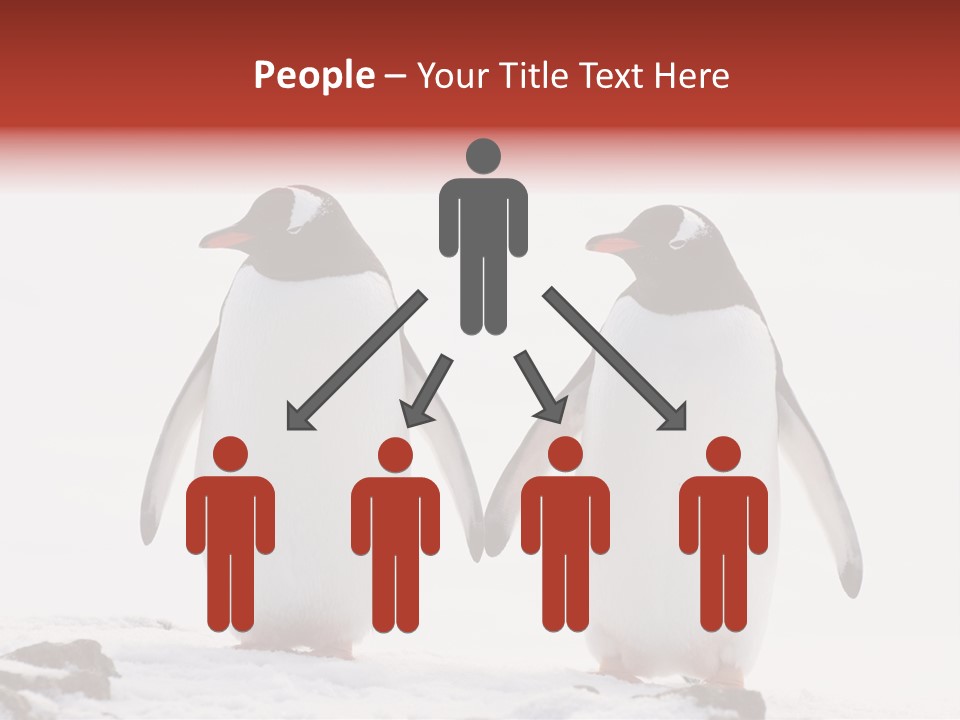 Tourism Pygoscelis Papua Wildlife PowerPoint Template