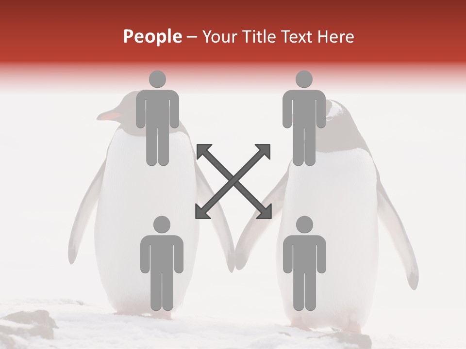 Tourism Pygoscelis Papua Wildlife PowerPoint Template