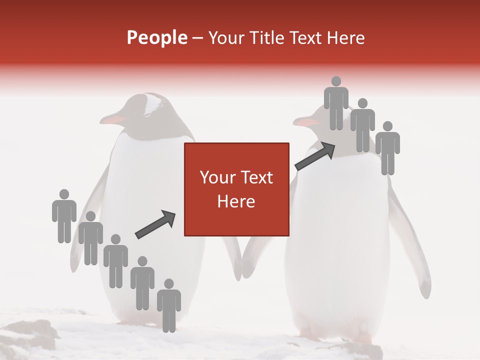 Tourism Pygoscelis Papua Wildlife PowerPoint Template