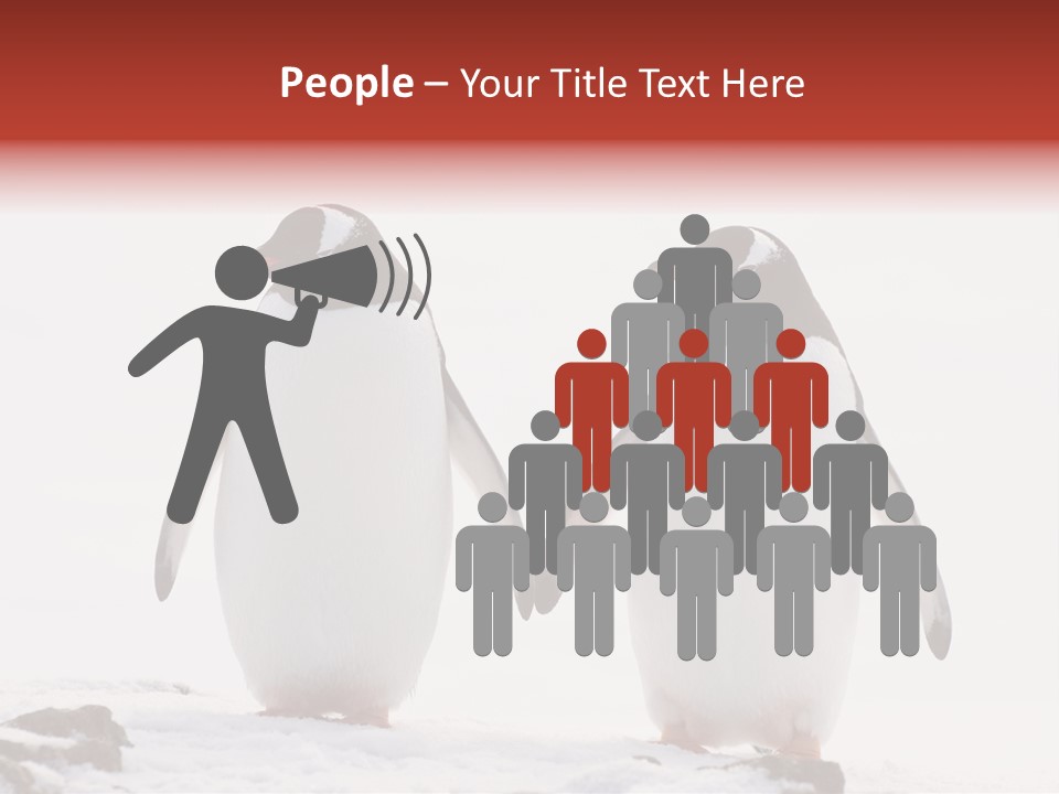 Tourism Pygoscelis Papua Wildlife PowerPoint Template