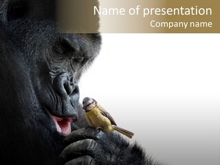 Bird Humanlike Love PowerPoint Template