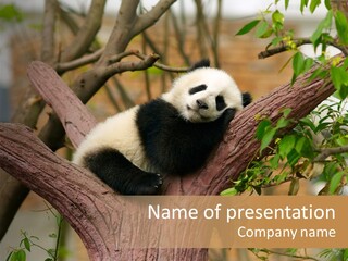 Reserve Panda Species PowerPoint Template