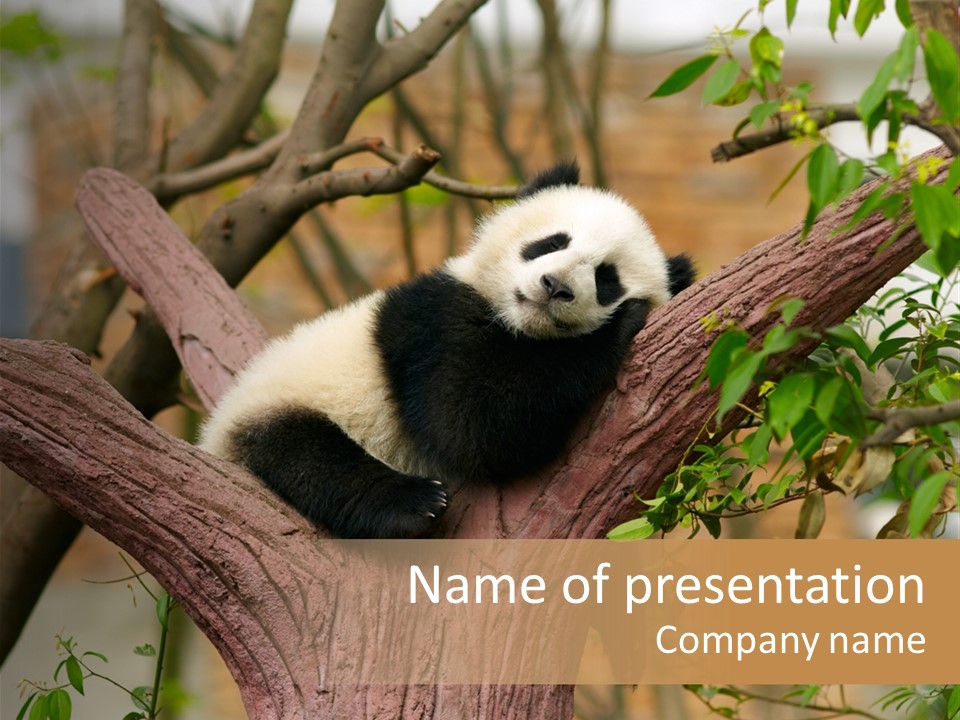 Reserve Panda Species PowerPoint Template