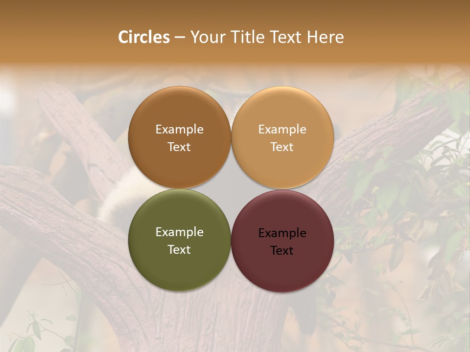 Reserve Panda Species PowerPoint Template