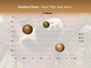 Reserve Panda Species PowerPoint Template