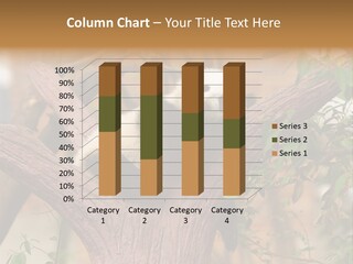 Reserve Panda Species PowerPoint Template