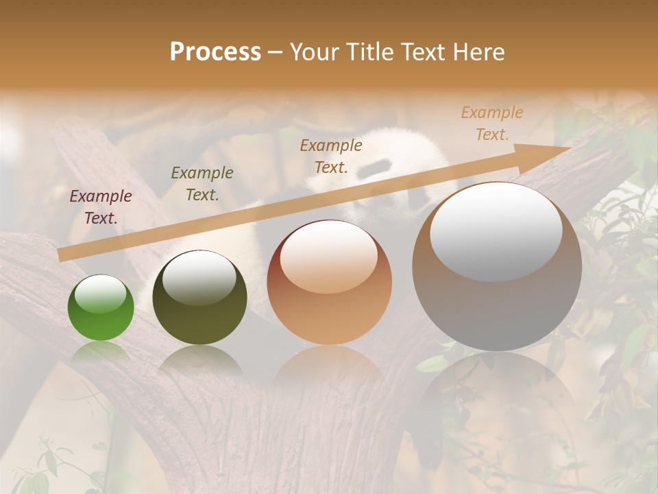 Reserve Panda Species PowerPoint Template