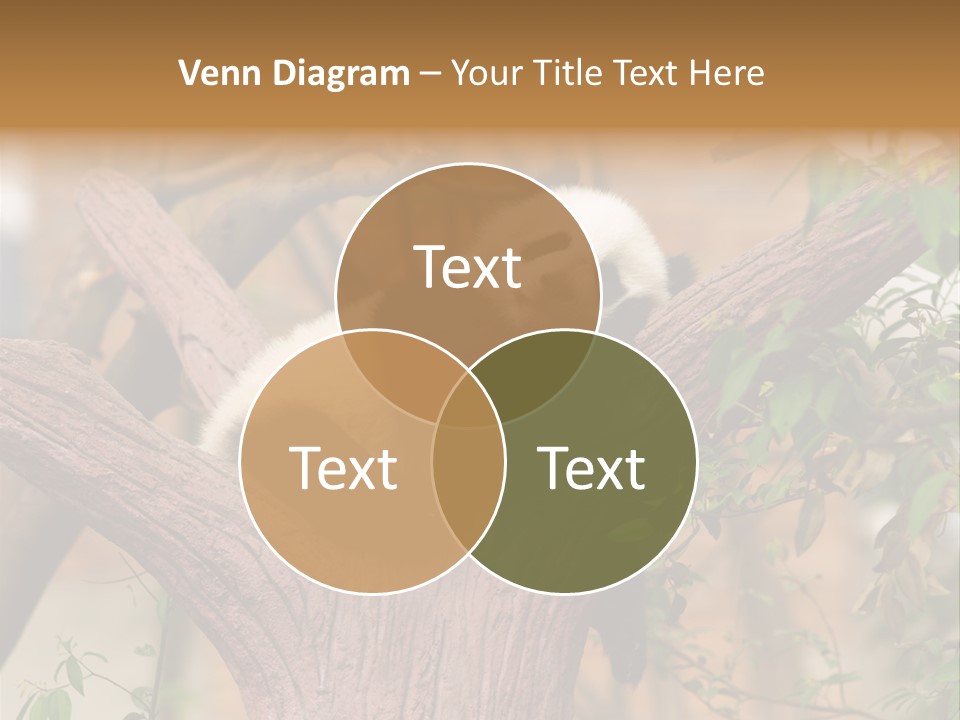 Reserve Panda Species PowerPoint Template