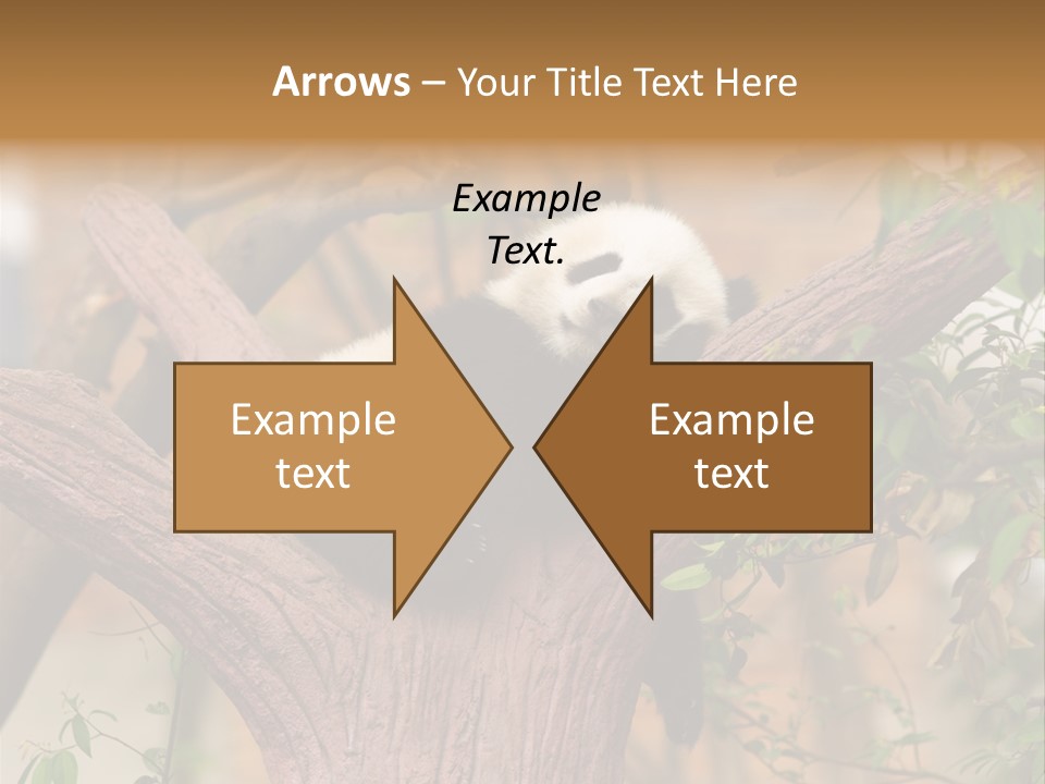 Reserve Panda Species PowerPoint Template