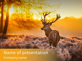 Antler Evening Sun Purple PowerPoint Template