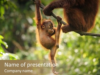 Endangered Species Sabah State Cute PowerPoint Template