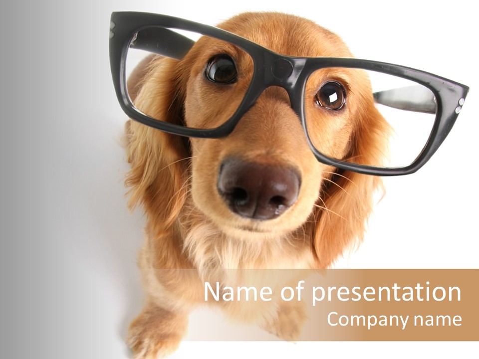 Wiener Dog Adorable Dog PowerPoint Template