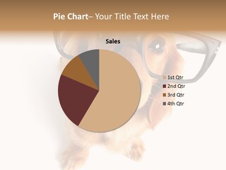 Wiener Dog Adorable Dog PowerPoint Template