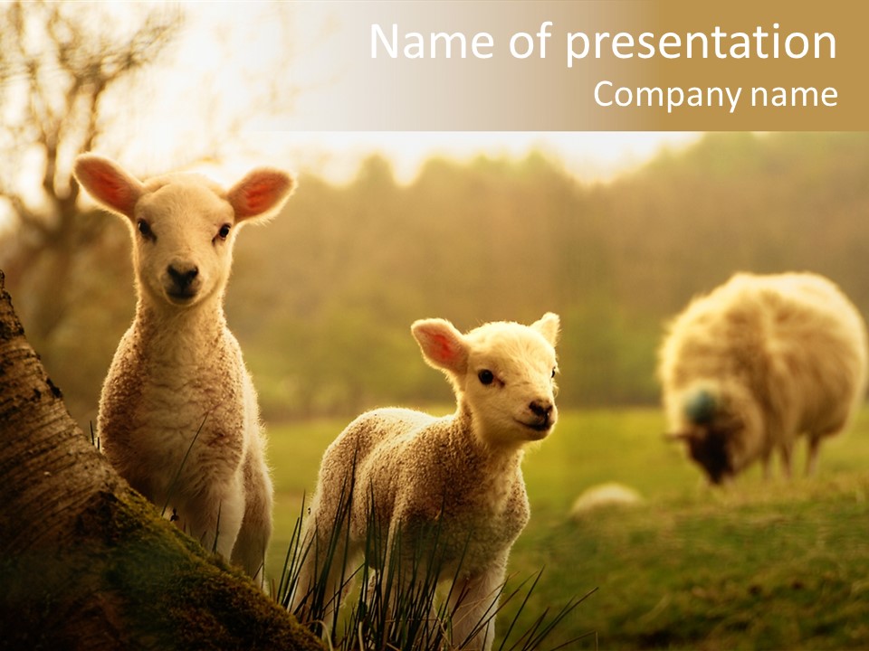 Farm Spring Lambs PowerPoint Template