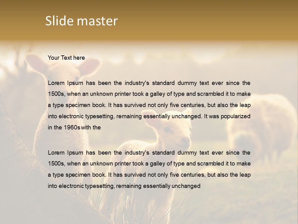 Farm Spring Lambs PowerPoint Template