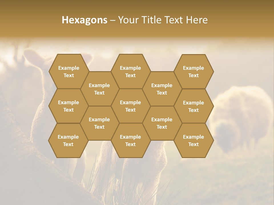 Farm Spring Lambs PowerPoint Template