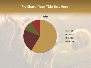 Farm Spring Lambs PowerPoint Template