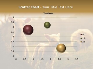 Farm Spring Lambs PowerPoint Template