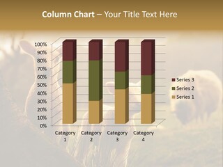 Farm Spring Lambs PowerPoint Template