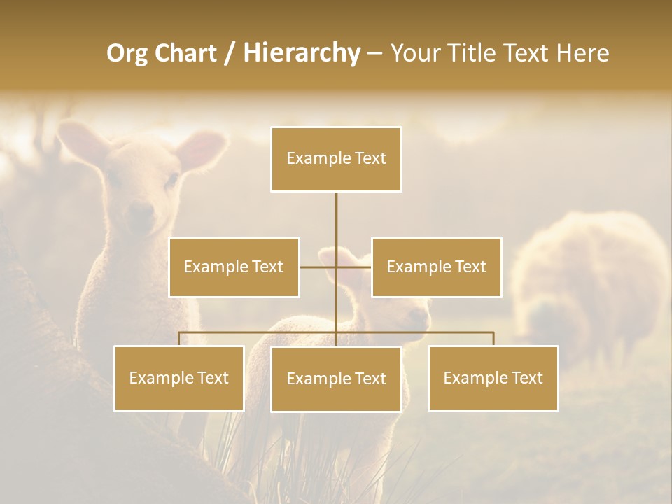 Farm Spring Lambs PowerPoint Template