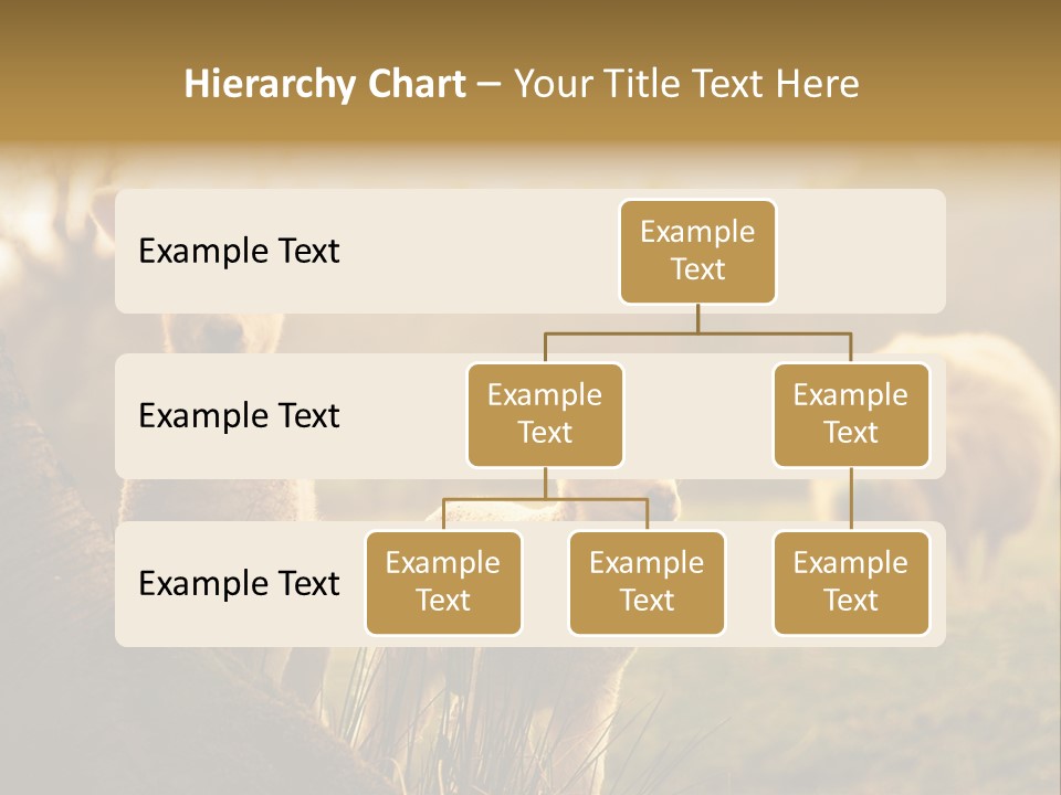 Farm Spring Lambs PowerPoint Template