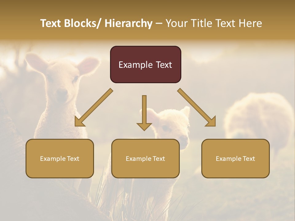 Farm Spring Lambs PowerPoint Template