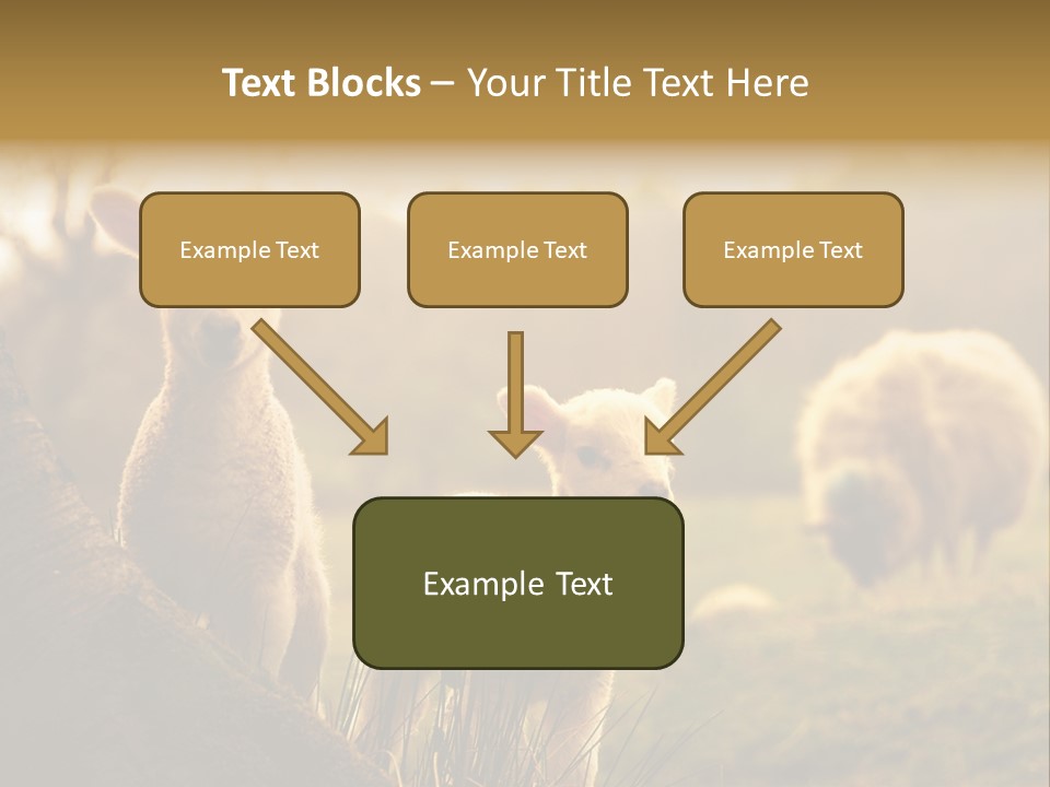 Farm Spring Lambs PowerPoint Template