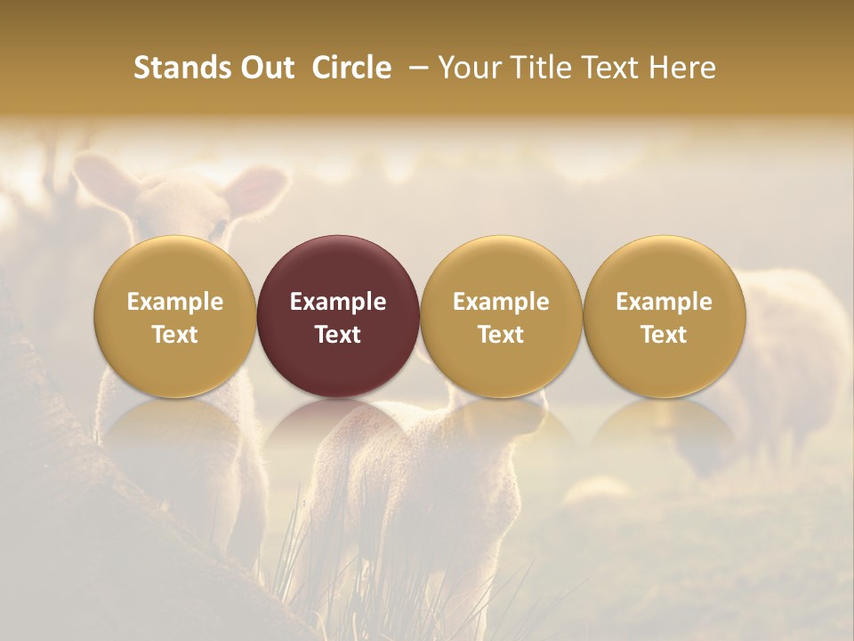 Farm Spring Lambs PowerPoint Template