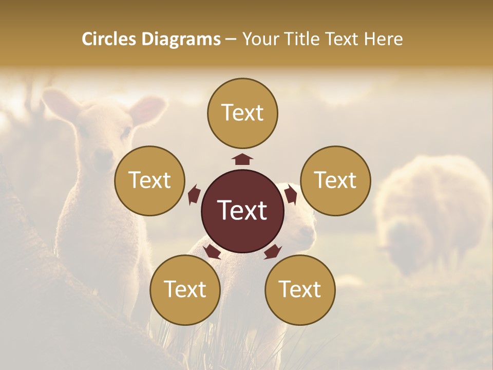 Farm Spring Lambs PowerPoint Template