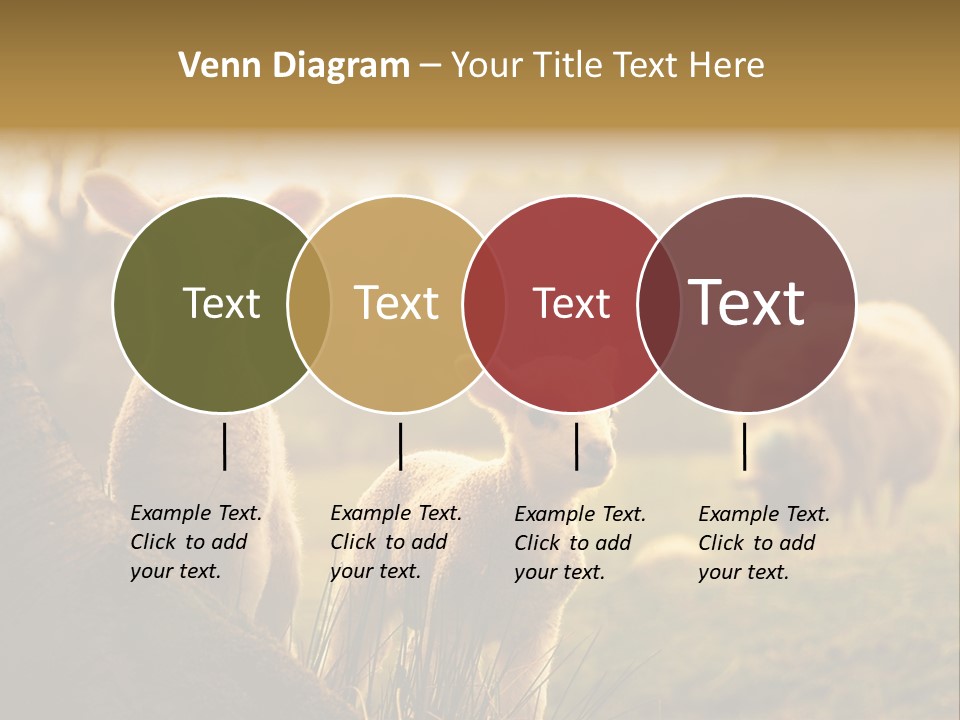 Farm Spring Lambs PowerPoint Template
