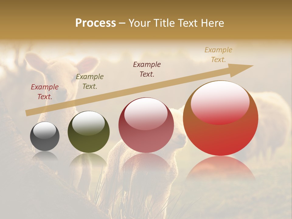 Farm Spring Lambs PowerPoint Template