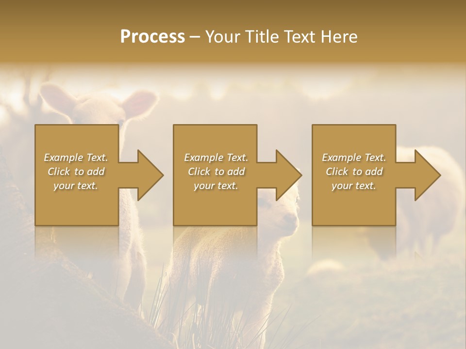 Farm Spring Lambs PowerPoint Template