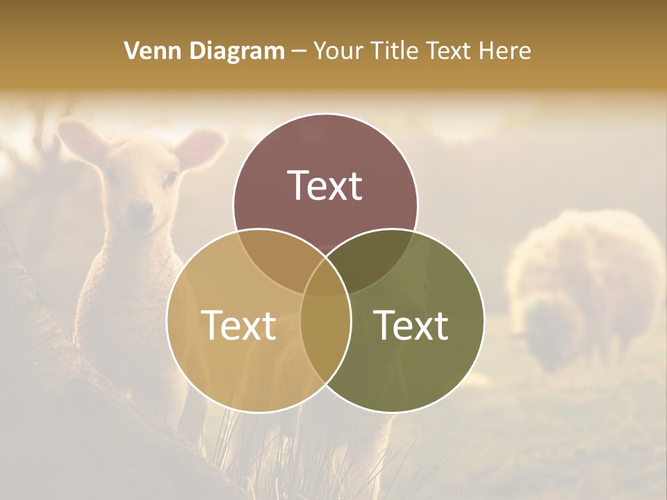 Farm Spring Lambs PowerPoint Template