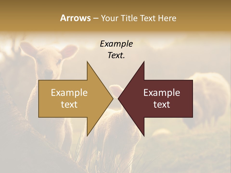 Farm Spring Lambs PowerPoint Template