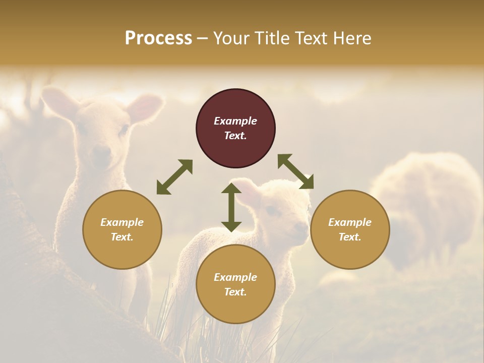 Farm Spring Lambs PowerPoint Template