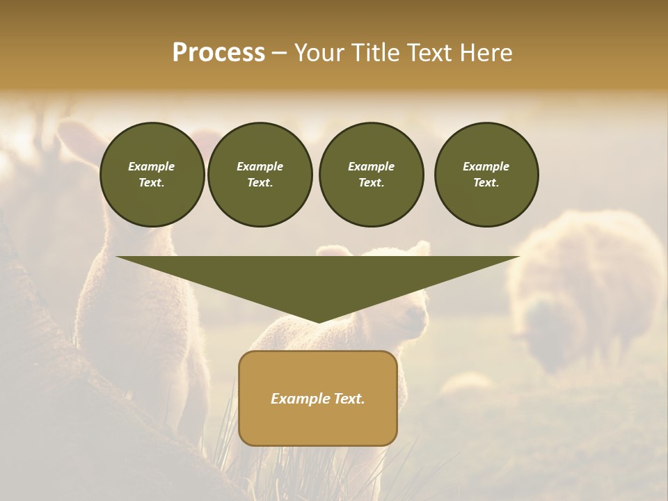 Farm Spring Lambs PowerPoint Template