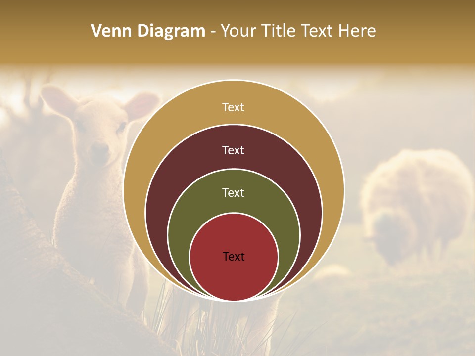 Farm Spring Lambs PowerPoint Template