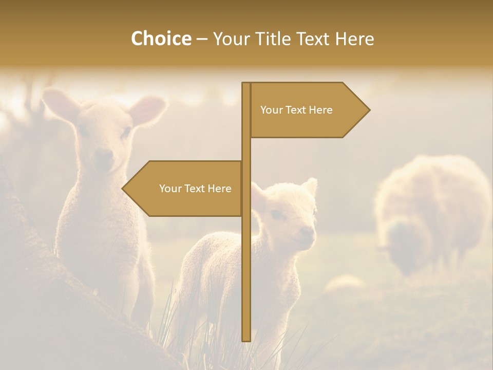 Farm Spring Lambs PowerPoint Template