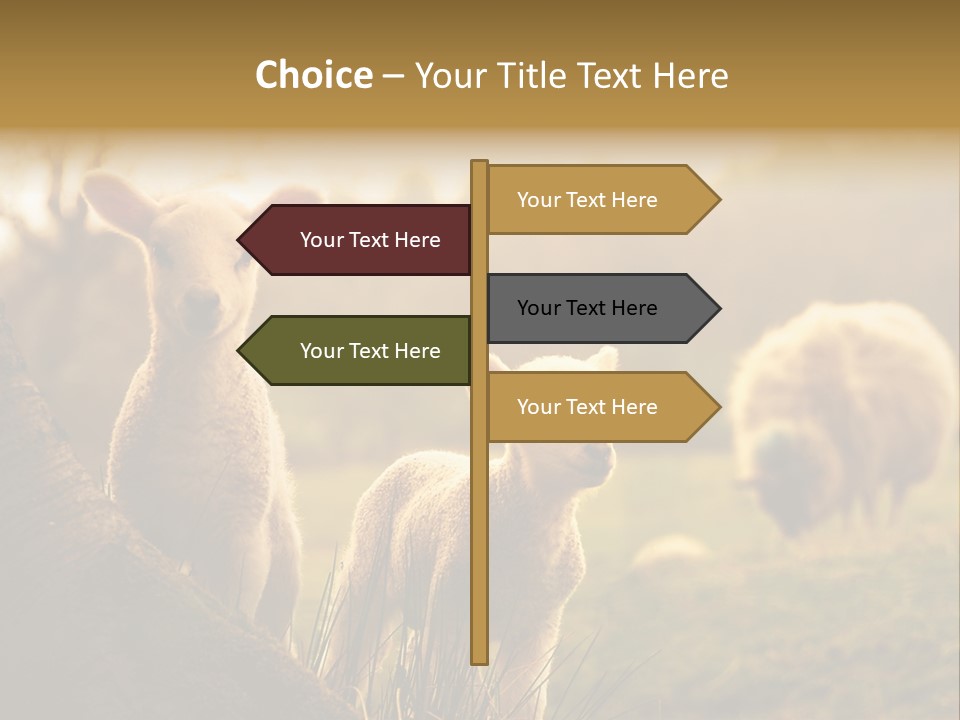 Farm Spring Lambs PowerPoint Template