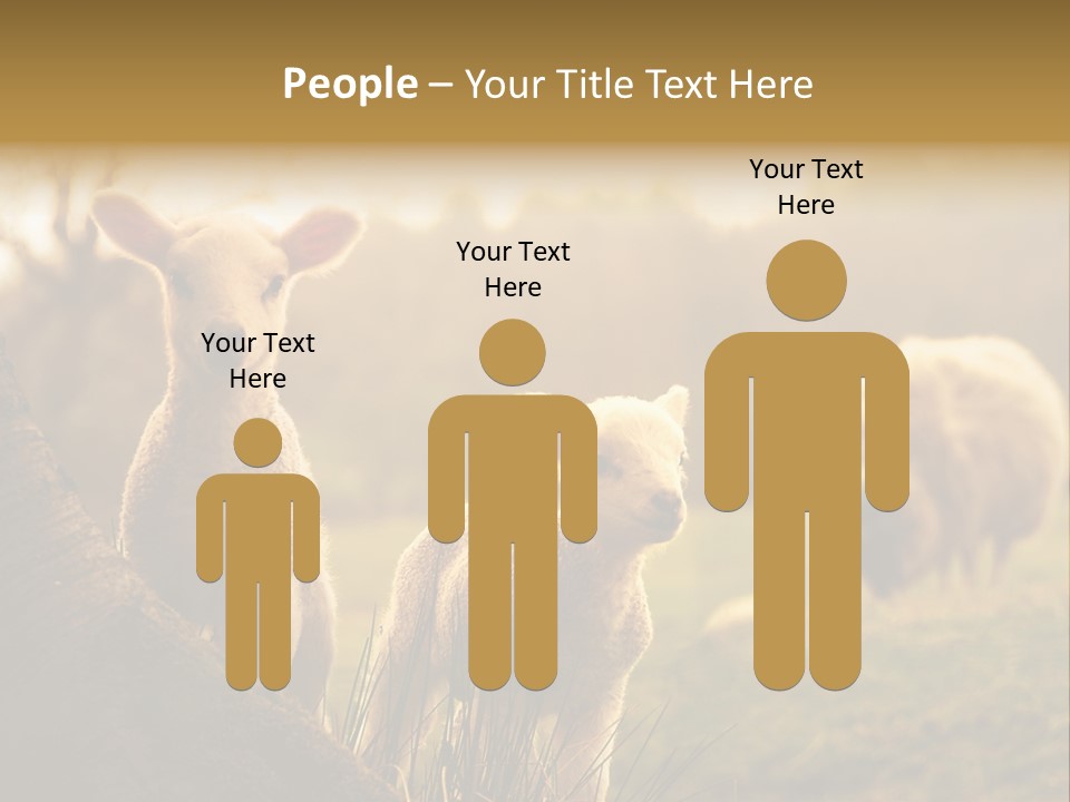 Farm Spring Lambs PowerPoint Template