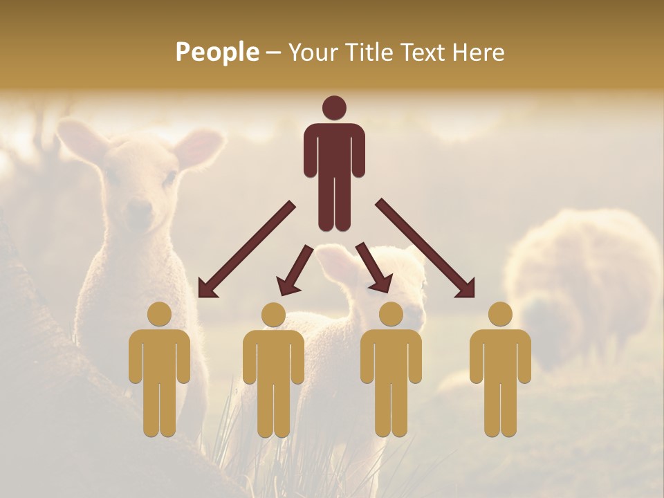 Farm Spring Lambs PowerPoint Template