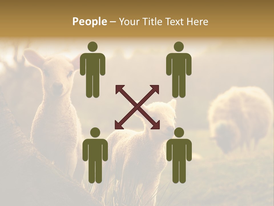 Farm Spring Lambs PowerPoint Template