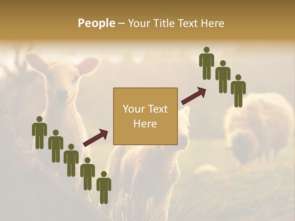 Farm Spring Lambs PowerPoint Template